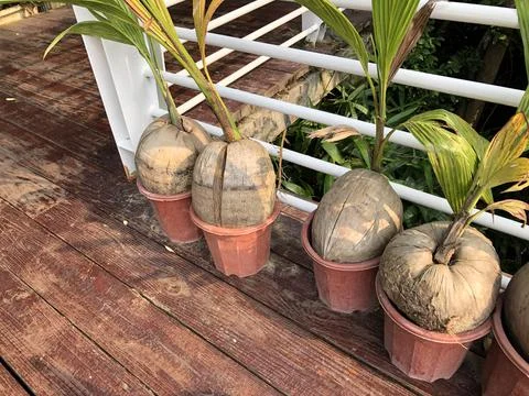 Sprouted coconuts in pots Stock Photos