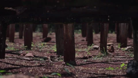 Sprouted coffee beans growing beneath drying beds on a coffee plantation. Stock Footage 301505461