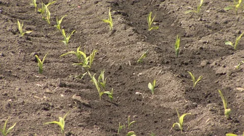 Sprouted corn field - zoom out Stock Footage 39674820