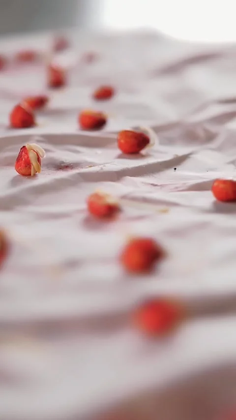 Sprouted corn seed. close-up. small sprouted corn seed samples on a damp white Stock Footage 313798052