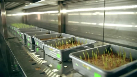 Sprouted corn seeds. close-up. laboratory containers with sprouted in soil corn Stock Footage 165846501