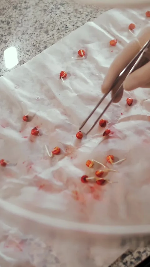 Sprouted corn seeds. close-up. laboratory worker carefully examining sprouted Stock Footage 313344747