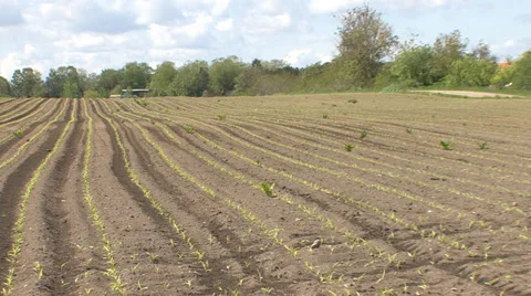 Sprouted cornfield - zoom in Stock Footage 39672169