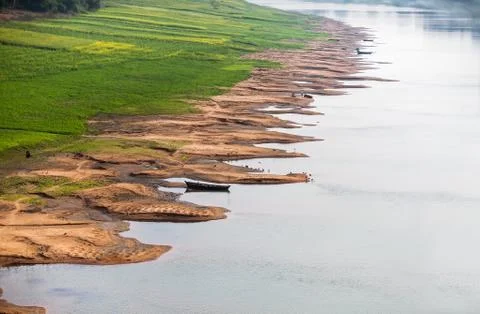The sprouted crops in the delta of the Ganges River. Stock Photos