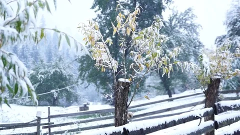 Sprouted fence in the snow. Stock Footage 76524759