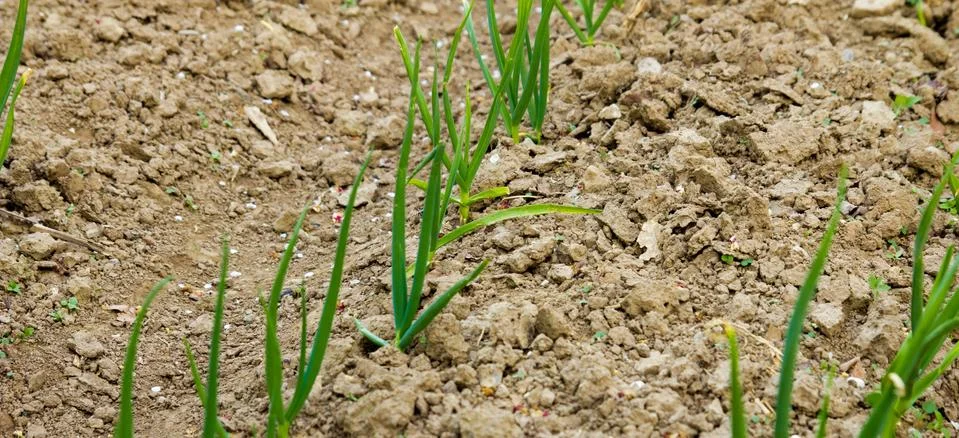 The sprouted garlic on a bed Stock Photos
