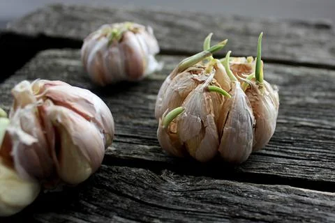 Sprouted garlic on rustic boards 库存照片