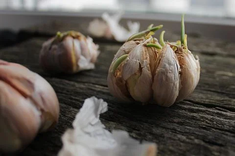 Sprouted garlic on rustic boards Stock Photos