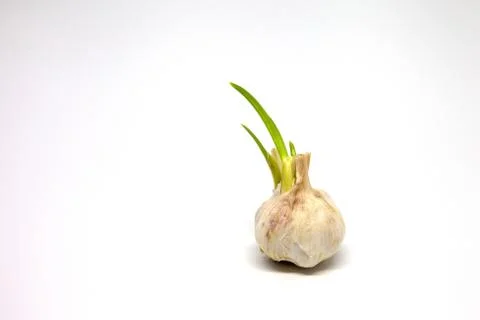 Sprouted garlic on the table Stock Photos
