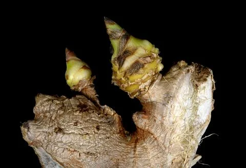Sprouted Ginger on Black Background Stock Photos