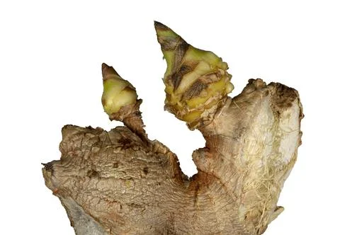 Sprouted Ginger on White Background Stock Photos
