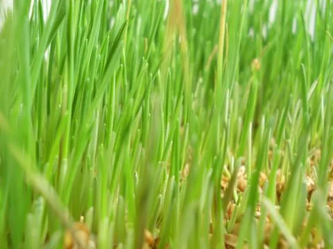 Sprouted grain Stock Photos