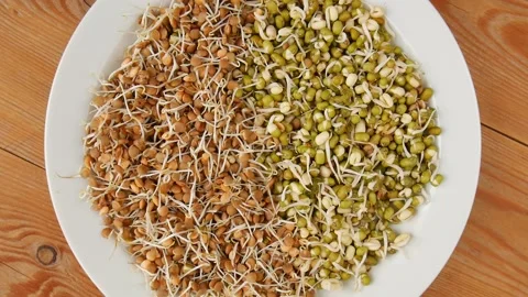 Sprouted grains on a plate. Stock Footage 234727040