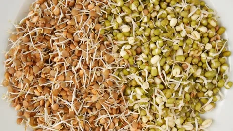 Sprouted grains on a plate. Stock Footage 239604271