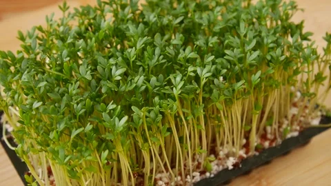 Sprouted grains on a tray. Stock Footage 239887627