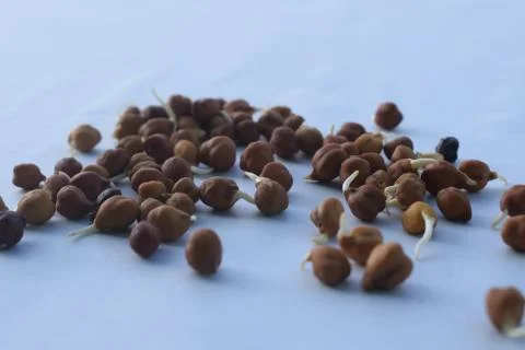 Sprouted gram in white background. Фото