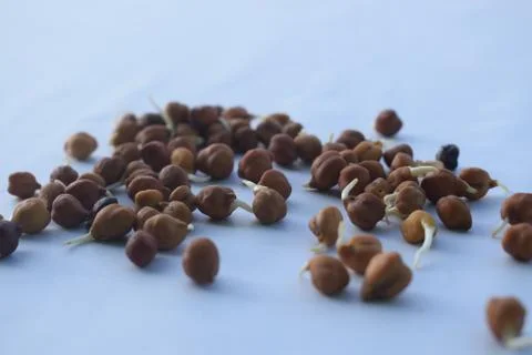 Sprouted gram in white background. Фото