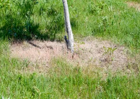 Sprouted grass around a young tree. The trunk of a young tree. Foto stock