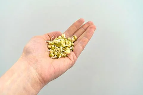Sprouted green beans in the hand  Stock Photos