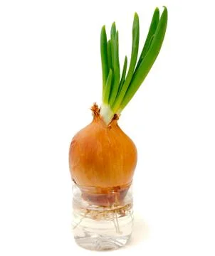 Sprouted green onion Stock Photos
