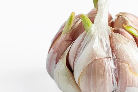 Sprouted head of garlic on white background. Stock Photos