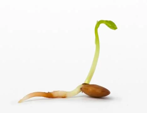 Sprouted lens close up Stock Photos