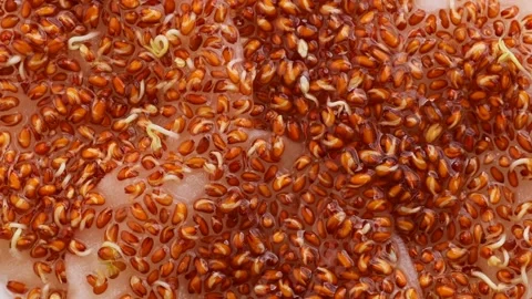 Sprouted microgreens rotating in a circle on white background, showing seed Stock Footage 310338211