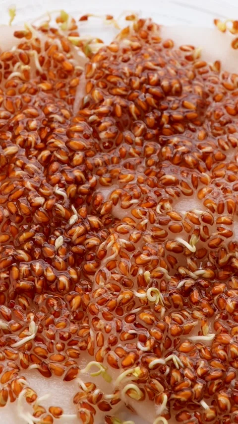 Sprouted microgreens rotating in a circle on white background, showing seed Video stock 310338240