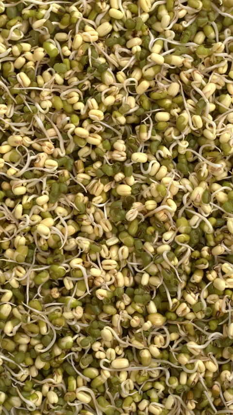 Sprouted mung bean. Background texture. Vertical video. Stock Footage 296292338