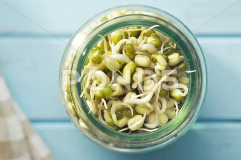 Sprouted mung beans Stock Photos