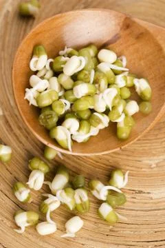 Sprouted mung beans Stock Photos