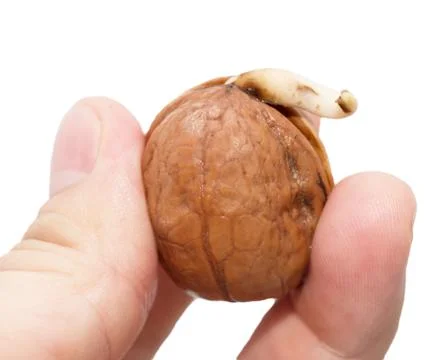 Sprouted nuts Stock Photos