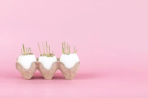 Sprouted oats in eggshells on a pink background, the concept of Easter Stock Photos