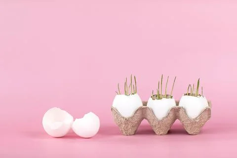 Sprouted oats in eggshells on a pink background, the concept of Easter Stock Photos