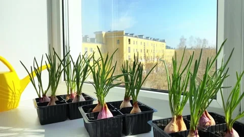 Sprouted onion bulb on windowsill in winter. Stock Footage 194082664