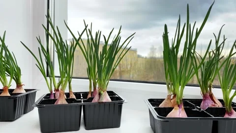 Sprouted onion bulb on windowsill in winter. Stock Footage 209271548