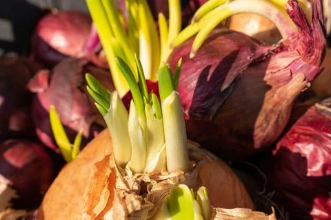 Sprouted onion close up Stock Photos