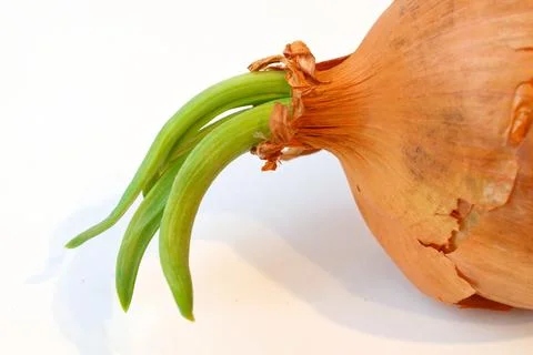 Sprouted onion isolate on a white background. Chives. Stock Photos