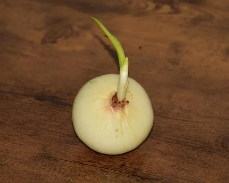 Sprouted onion kept on a wooden frame Stock Photos