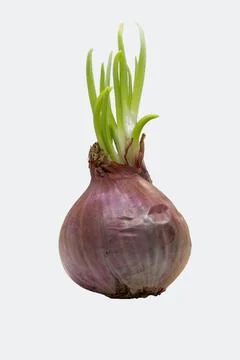 Sprouted onion Stock Photos
