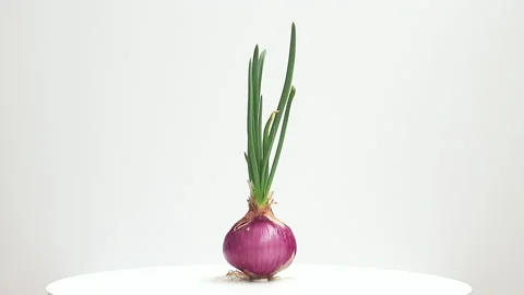 Sprouted onion turning with white background. Stock Footage 161439329