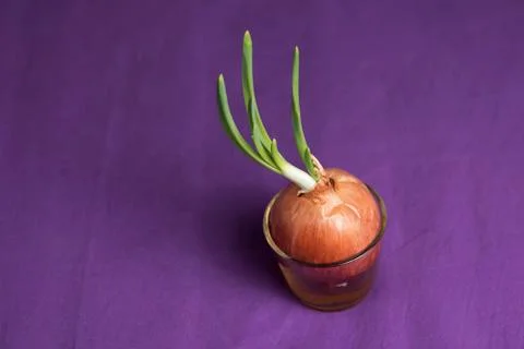 Sprouted onion on a violet  background Stock Photos