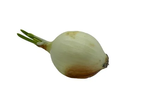 Sprouted onion on a white background close up Stock Photos