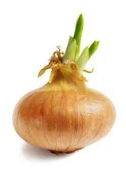 Sprouted onion on white background Stock Photos