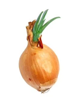Sprouted onion.isolated. Stock Photos