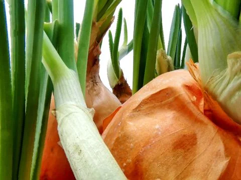 Sprouted onions. Close up 스톡 사진