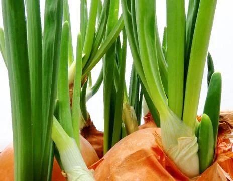 Sprouted onions. Close up Stock Photos