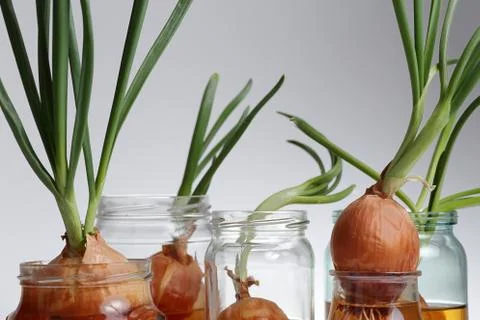 Sprouted onions. Grey background Stock Photos