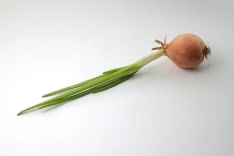 Sprouted onions on a white background Stock Photos