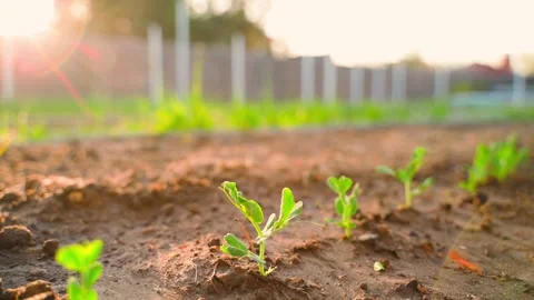 Sprouted pea seeds close-up at sunset in the vegetable garden Stock Footage 309544420